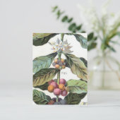 Vintage-Kaffeebohnen-Kunstwerk Postkarte (Stehend Vorderseite)