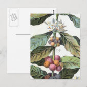 Vintage-Kaffeebohnen-Kunstwerk Postkarte (Vorne/Hinten)