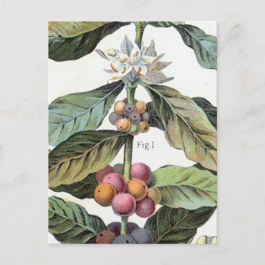 Vintage-Kaffeebohnen-Kunstwerk Postkarte (Vorderseite)