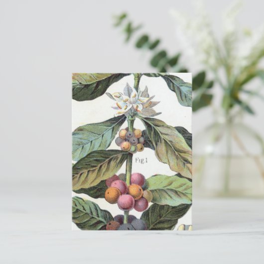 Vintage Kaffeebohnen Postkarte (Stehend Vorderseite)