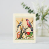 Vintage Kakadellen und Kakadu Postkarte (Stehend Vorderseite)