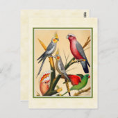 Vintage Kakadellen und Kakadu Postkarte (Vorne/Hinten)