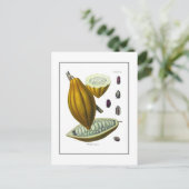 Vintage Kakaobohnenkarte Postkarte (Stehend Vorderseite)