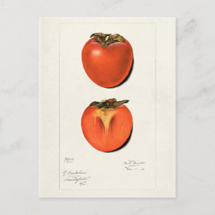 Vintage-Kakis Frucht Aquarellmalerei Postkarte