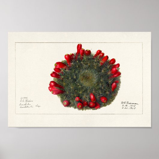 Vintage Kakteen/Sukkulente Illustration Poster (Vorne)