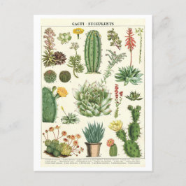 Vintage Kakteen und Sukkulturen Botanischer Zeichn Postkarte