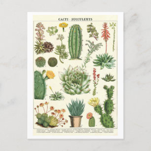 Vintage Kakteen und Sukkulturen Botanischer Zeichn Postkarte