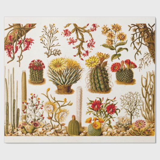 Vintage Kaktus-Blumen-alte Blumenillustration 1911 Geschenkpapier (Flach)