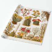 Vintage Kaktus-Blumen-alte Blumenillustration 1911 Geschenkpapier (Ungerollt)