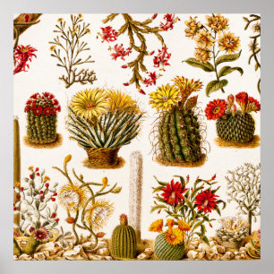 Vintage Kaktus-Blumen-alte Blumenillustration 1911 Poster