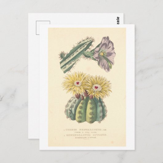 Vintage Kaktus Botanische Illustration Postkarte (Vorne/Hinten)