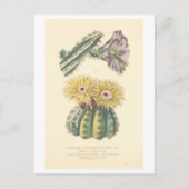 Vintage Kaktus Botanische Illustration Postkarte (Vorderseite)