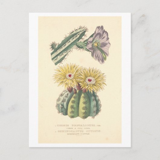 Vintage Kaktus Botanische Illustration Postkarte (Vorderseite)