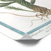 Vintage Kaktus Botanisches Poster Art (8" x 12") (Ecke)