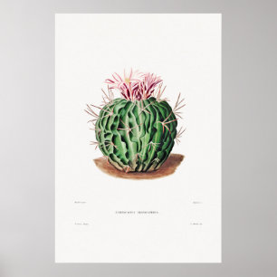 Vintage Kaktus-Illustration Poster