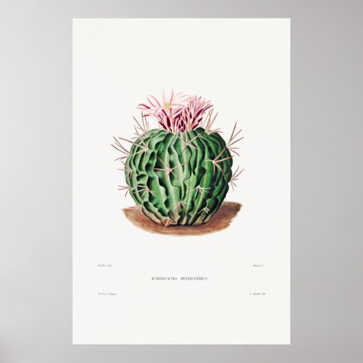 Vintage Kaktus-Illustration Poster (Vorne)