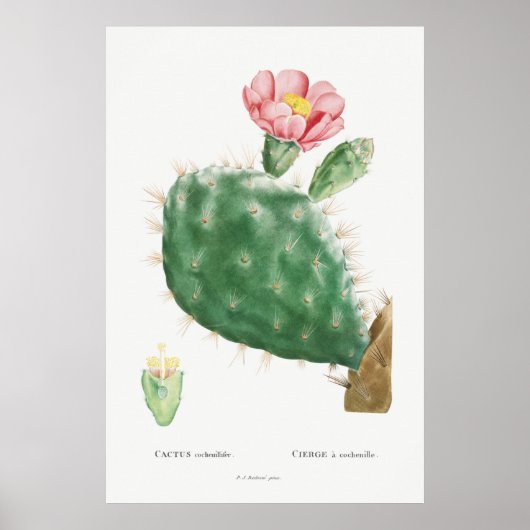 Vintage Kaktus-Illustration Poster (Vorne)