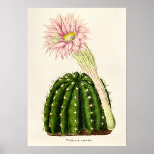 Vintage Kaktus-Illustration Poster
