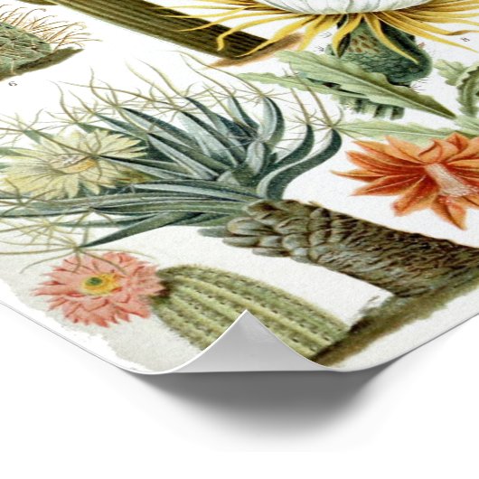 Vintage Kaktus Poster (Ecke)