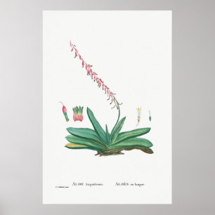 Vintage-Kaktus-/Sukkulenten-Illustration Poster