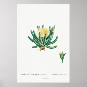 Vintage-Kaktus-/Sukkulenten-Illustration Poster