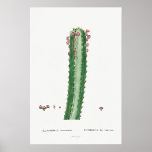 Vintage-Kaktus/Sukkulenten-Illustration Poster
