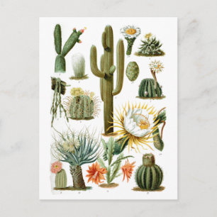 Vintage-Kaktusdiagramm Postkarte