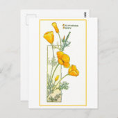 Vintage kalifornische Gelbe Mohnkarte Postkarte (Vorne/Hinten)