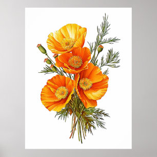 Vintage-Kalifornische-Mohn-Illustration Poster