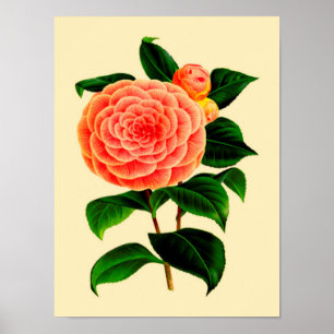 Vintage Kamelien-Blume #3 Poster