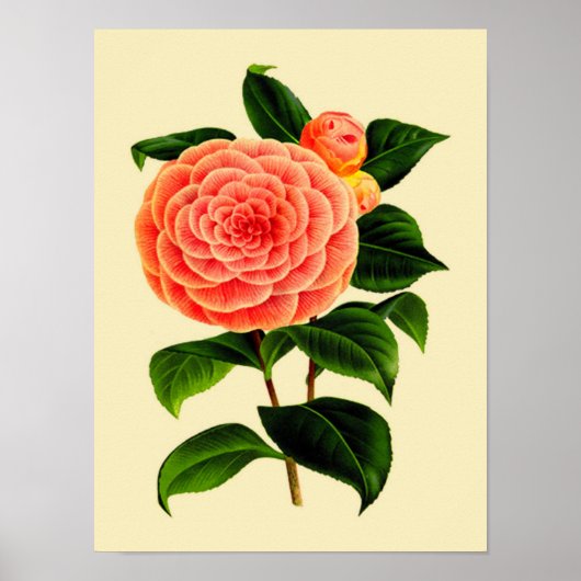Vintage Kamelien-Blume #3 Poster (Vorne)