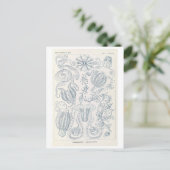 Vintage Kammquallen von Haeckel Postkarte (Stehend Vorderseite)