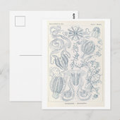 Vintage Kammquallen von Haeckel Postkarte (Vorne/Hinten)