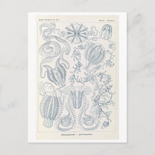 Vintage Kammquallen von Haeckel Postkarte (Vorderseite)