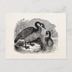 Vintage kanadische Gans Vogel - Gänse Vögel Vorlag Postkarte