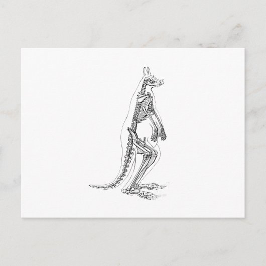 Vintage Kangaroo Skeleton Illustration - 1800er Postkarte (Vorderseite)