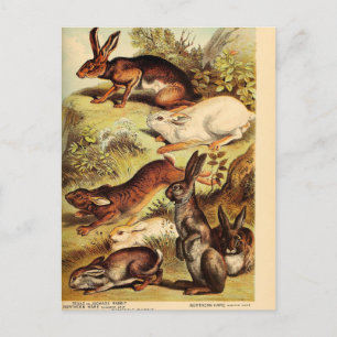 Vintage-Kaninchen-Hase-Decoupage-Kunst-Ephemera Postkarte