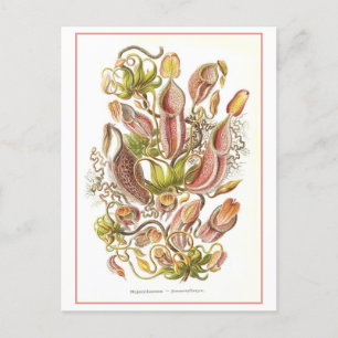 Vintage Kannenpflanze-Blumenillustration aus einem Postkarte