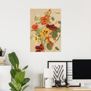 Vintage Kapuzinerkresse Botanischer Blumengarten K Poster