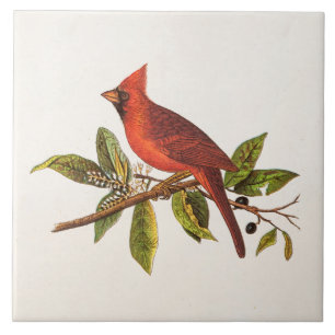 Vintage Kardinal Singvogel-Illustration - 1800er J Fliese