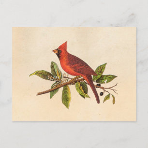 Vintage Kardinal Singvogel-Illustration - 1800er J Postkarte