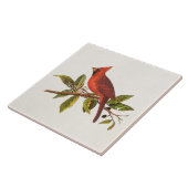 Vintage Kardinals-Lied-Vogel-Illustration - 1800's Fliese (Seite)