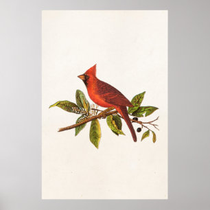 Vintage Kardinals-Lied-Vogel-Illustration - 1800's Poster