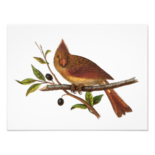 Vintage Kardinals-Lied-Vogel-Illustration - Frau Fotodruck