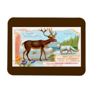 Vintage Karibu (Rentier) und Polarfuchs Magnet