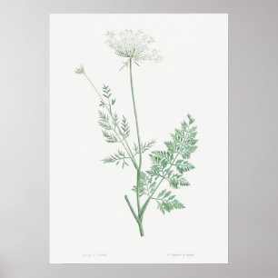 Vintage KarottenIllustration, Retro Botanical Poster