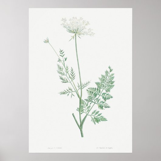 Vintage KarottenIllustration, Retro Botanical Poster (Vorne)
