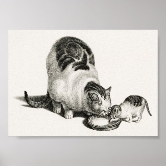 Vintage Katze-Illustration Poster (Vorne)