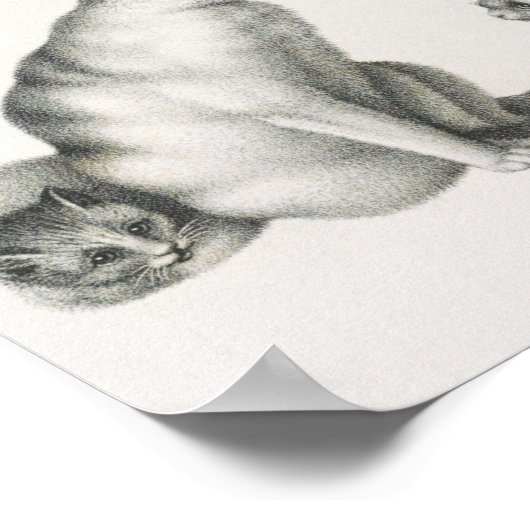 Vintage Katze-Illustration Poster (Ecke)