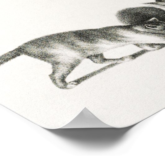 Vintage Katze-Illustration Poster (Ecke)